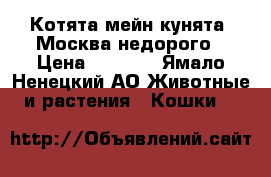 Котята мейн кунята  Москва недорого › Цена ­ 7 000 - Ямало-Ненецкий АО Животные и растения » Кошки   